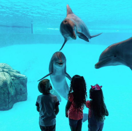 kids at an aquarium