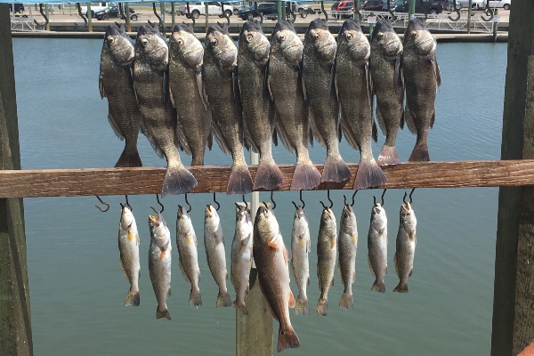 The Best Spots for Fishing in the Texas Coastal Bend