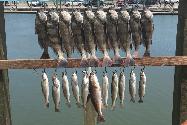 Fishing the Texas Coastal Bend