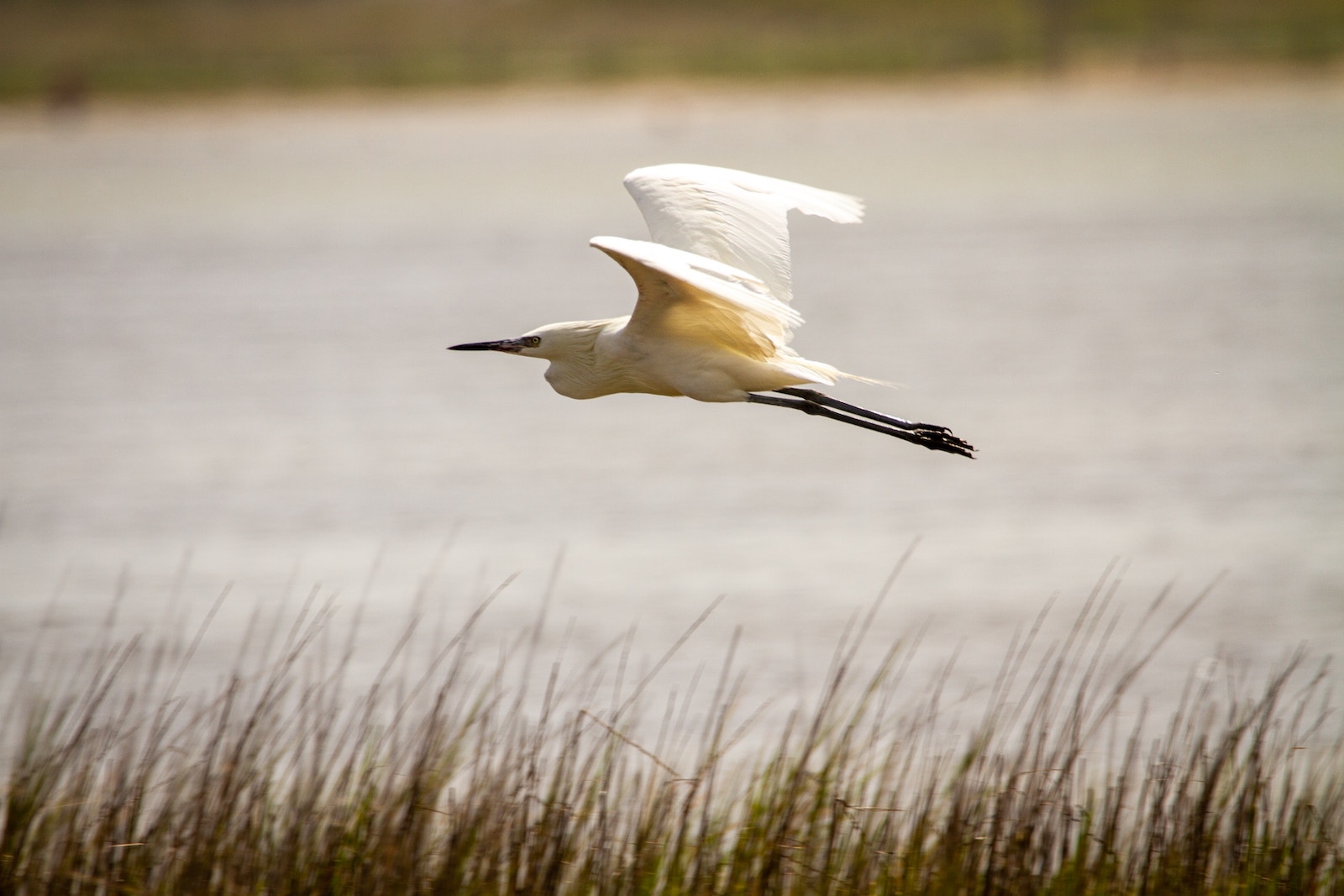 March Migration