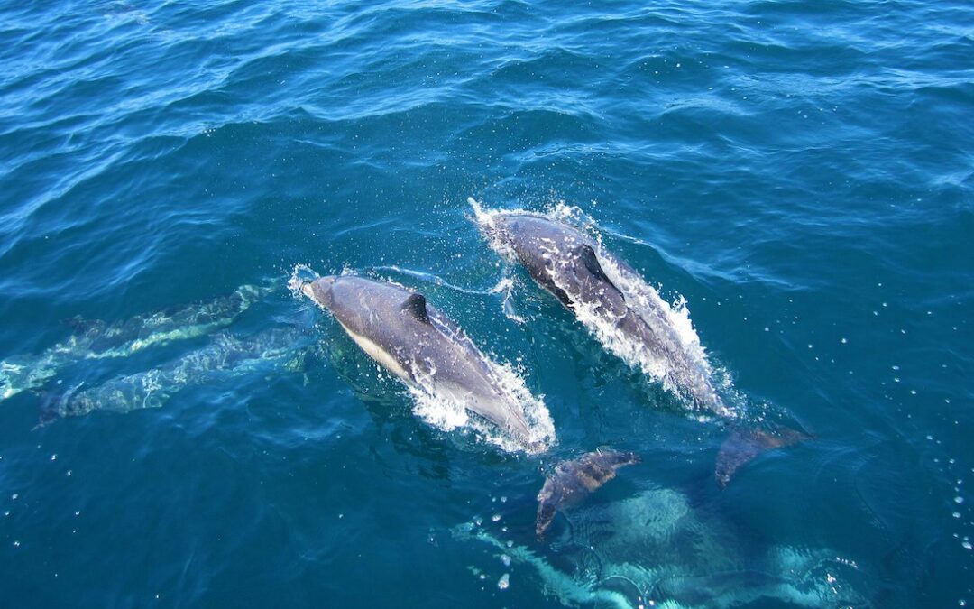Discover the Enchantment of Dolphin Watching in Port Aransas